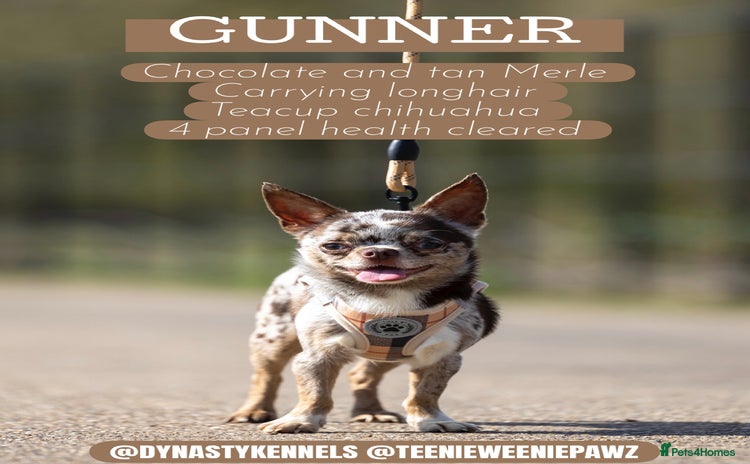 Chihuahua dogs GUNNER- very small Merle chihuahua STUD in Enfield - Advert 1