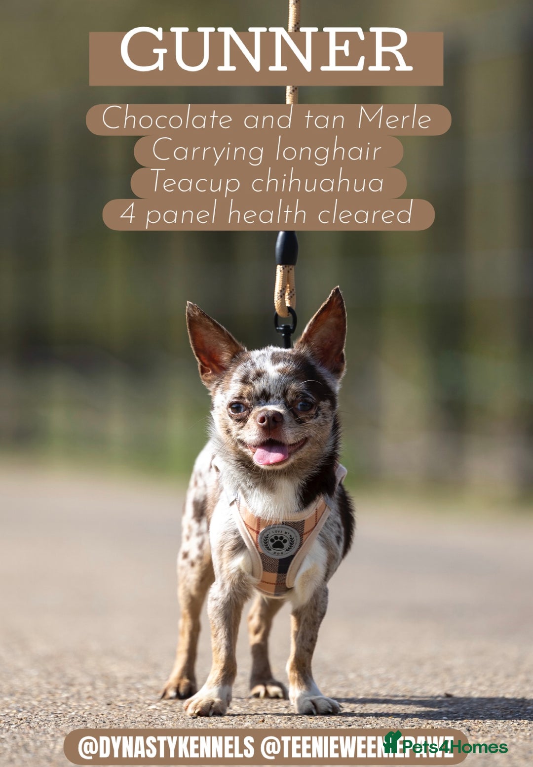 Chihuahua dogs for stud: GUNNER- very small Merle chihuahua STUD in Enfield - Advert 1