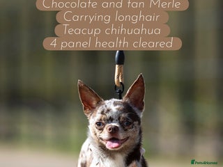 Chihuahua dogs GUNNER- very small Merle chihuahua STUD in Enfield - Advert 2