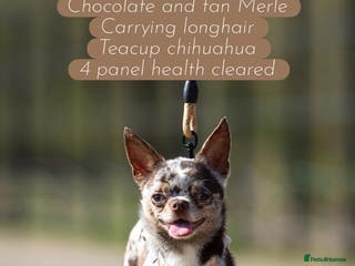 Chihuahua dogs GUNNER- very small Merle chihuahua STUD in Enfield - Advert 22