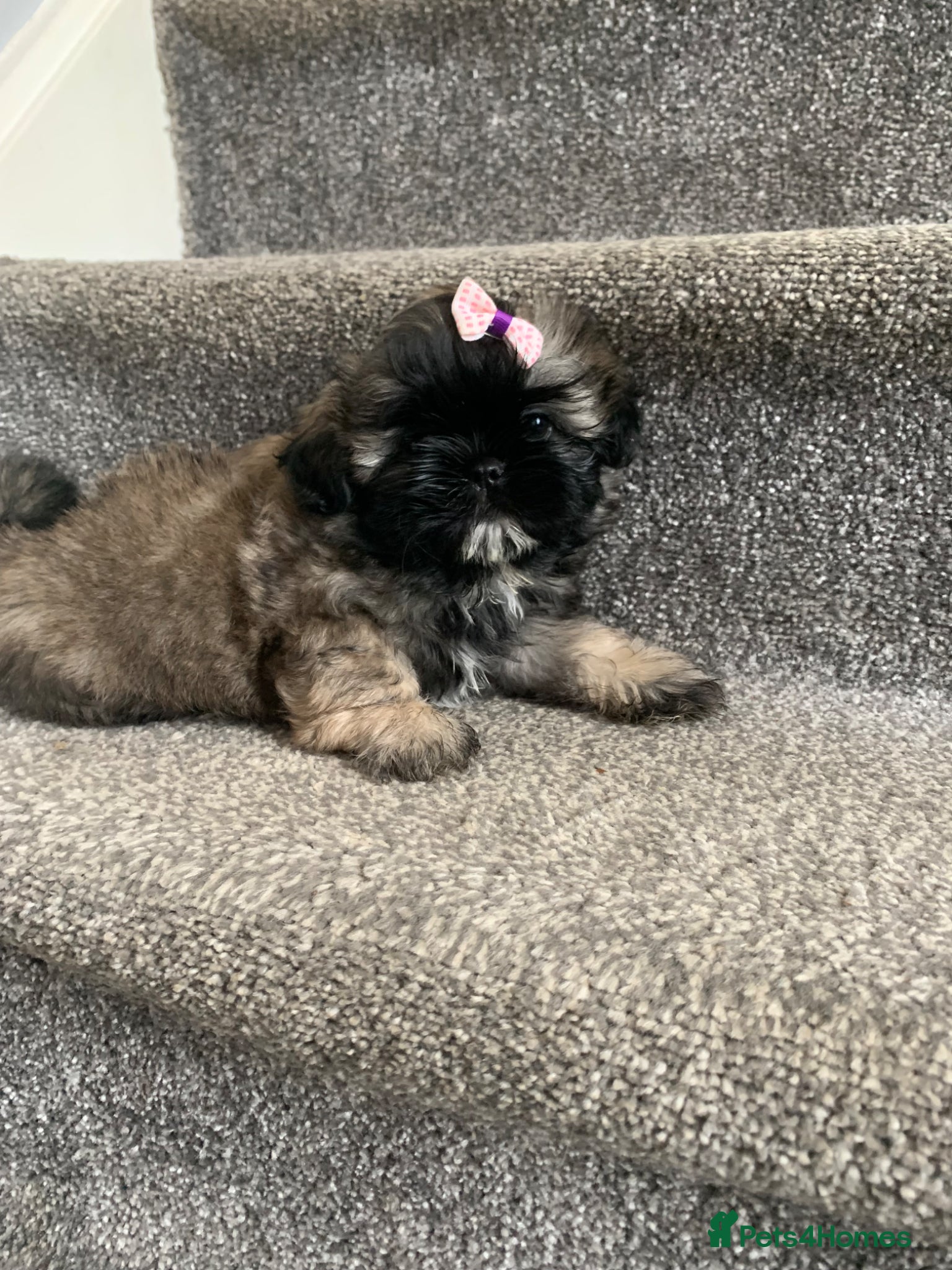 Shih Tzu dogs Imperial Shih tzu puppies ready now  - Advert 9