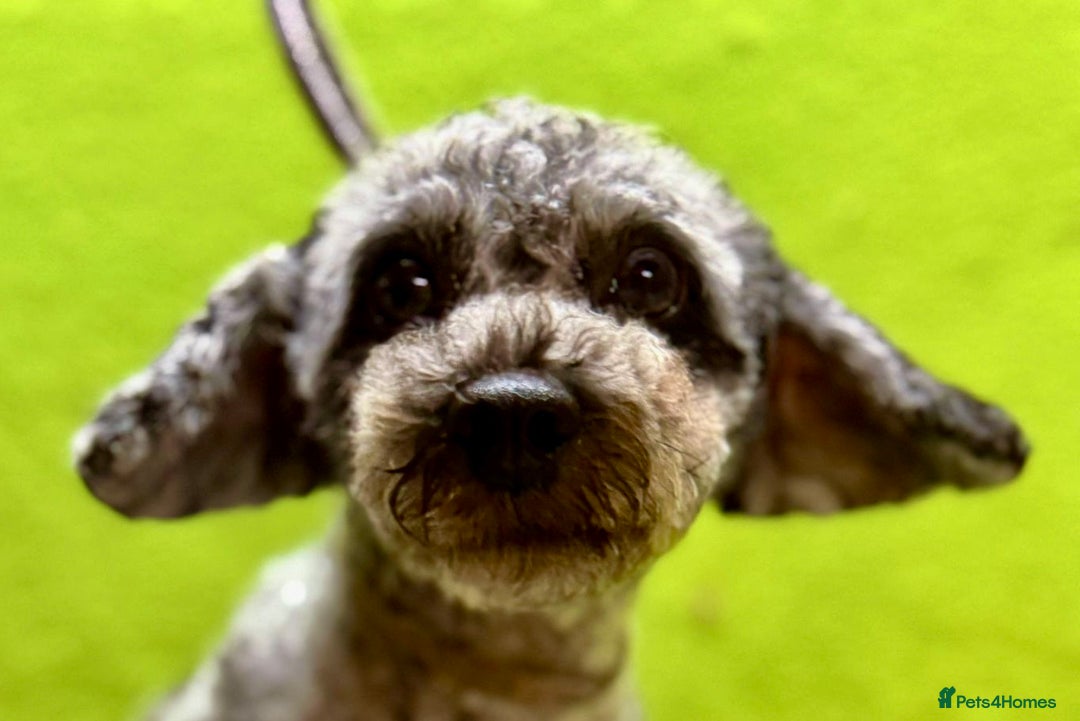 Poodle dogs for adoption: Dusty's Story: Spirit Unbroken - Image 5