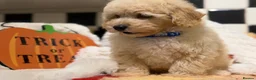 Poochon dogs for sale: Stunning litter of poochons ready now - Advert 9