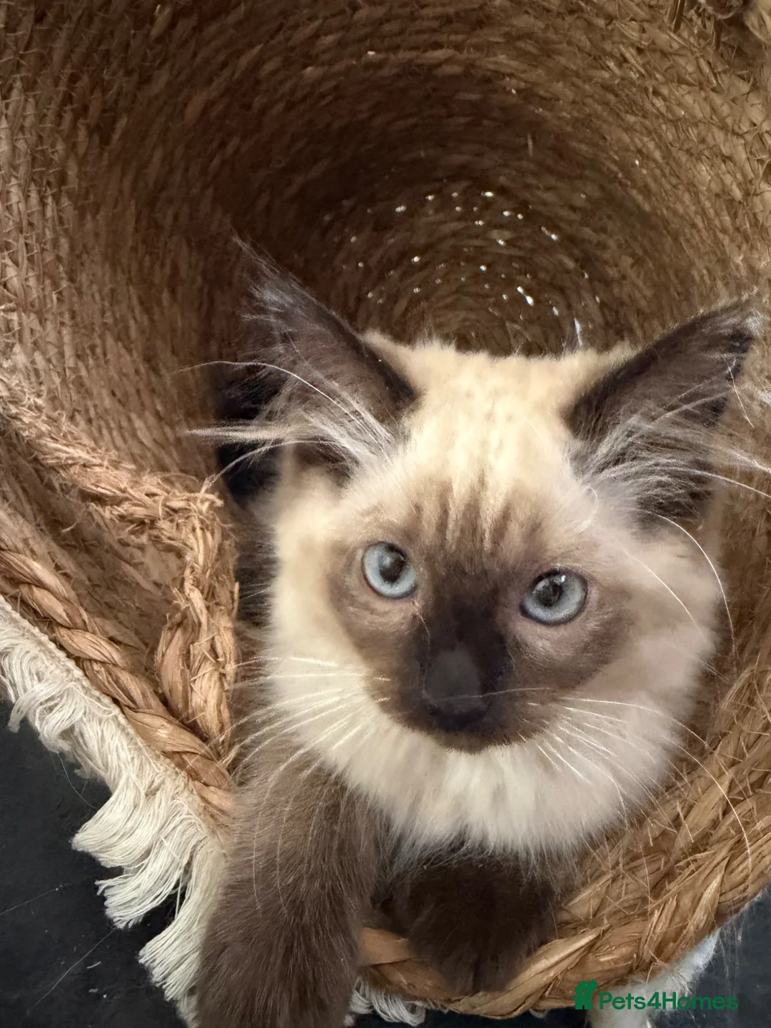 Ragdoll cats for sale: 💙 Adorable Ragdoll Kittens 🐈‍⬛ - Advert 1