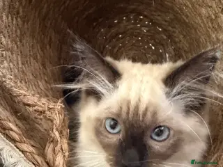 Ragdoll cats 💙 Adorable Ragdoll Kittens 🐈⬛ - Advert 4