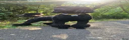 Standard Poodle dogs for sale: Starri’ PupStars   - standard poodle  - Advert 3