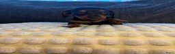 Miniature Dachshund dogs for sale: 🐾 KC Registered Miniature Dachshund Puppies 🐾 - Advert 14
