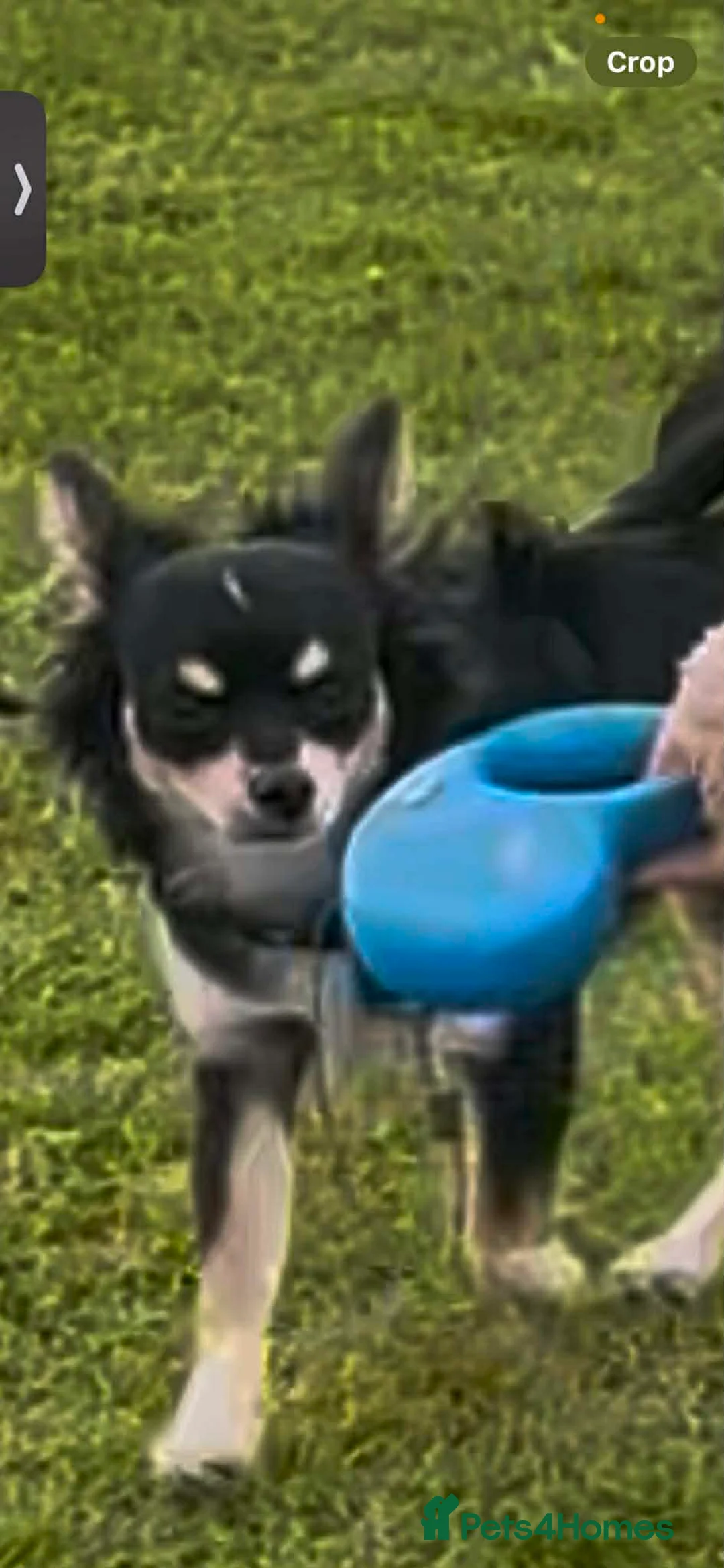 Chihuahua dogs for sale: Chihuahua male  - Advert 1