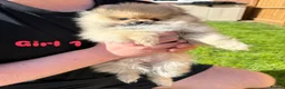 Pomeranian dogs for sale: Pure-Breed Toy Pomeranians  - Advert 5