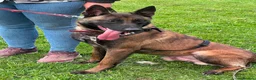 Belgian Shepherd Dog dogs for sale: Exceptional 3yrs Belgian Malinois - Clean X-Rays  - Advert 2