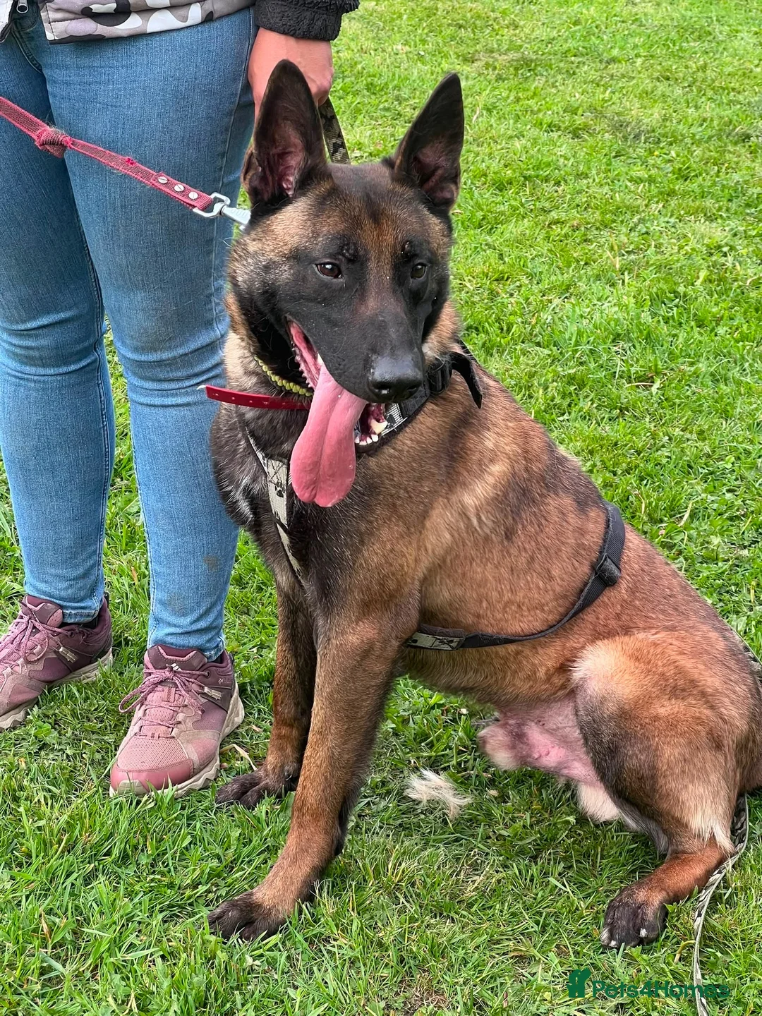 Belgian Shepherd Dog dogs for sale: Exceptional 3yrs Belgian Malinois - Clean X-Rays  - Advert 2