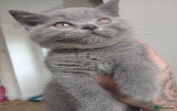 British Shorthair cats for sale: BRITISH SHORT HAIR KITTENS  in Gloucester - Image 7