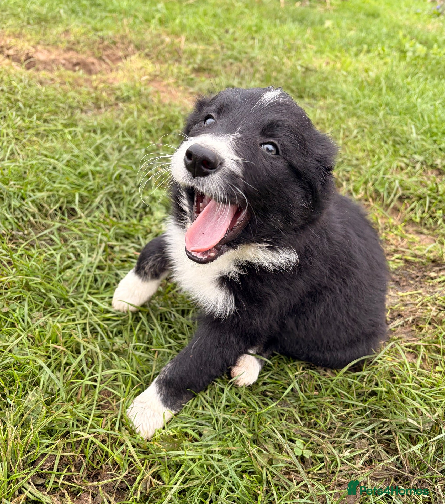Border Collie dogs BEAUTIFUL BORDER COLLIE PUPS - Advert 2