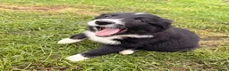 Border Collie dogs for sale: BEAUTIFUL BORDER COLLIE PUPS - Advert 2