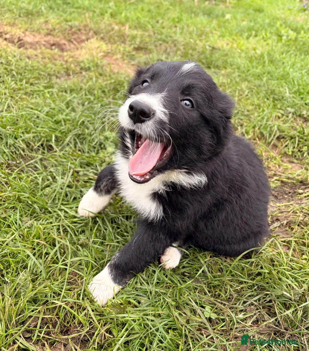 Border Collie dogs for sale: BEAUTIFUL BORDER COLLIE PUPS - Advert 2
