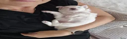 Mixed Breed dogs for sale: Maltipoo-chon - Advert 6