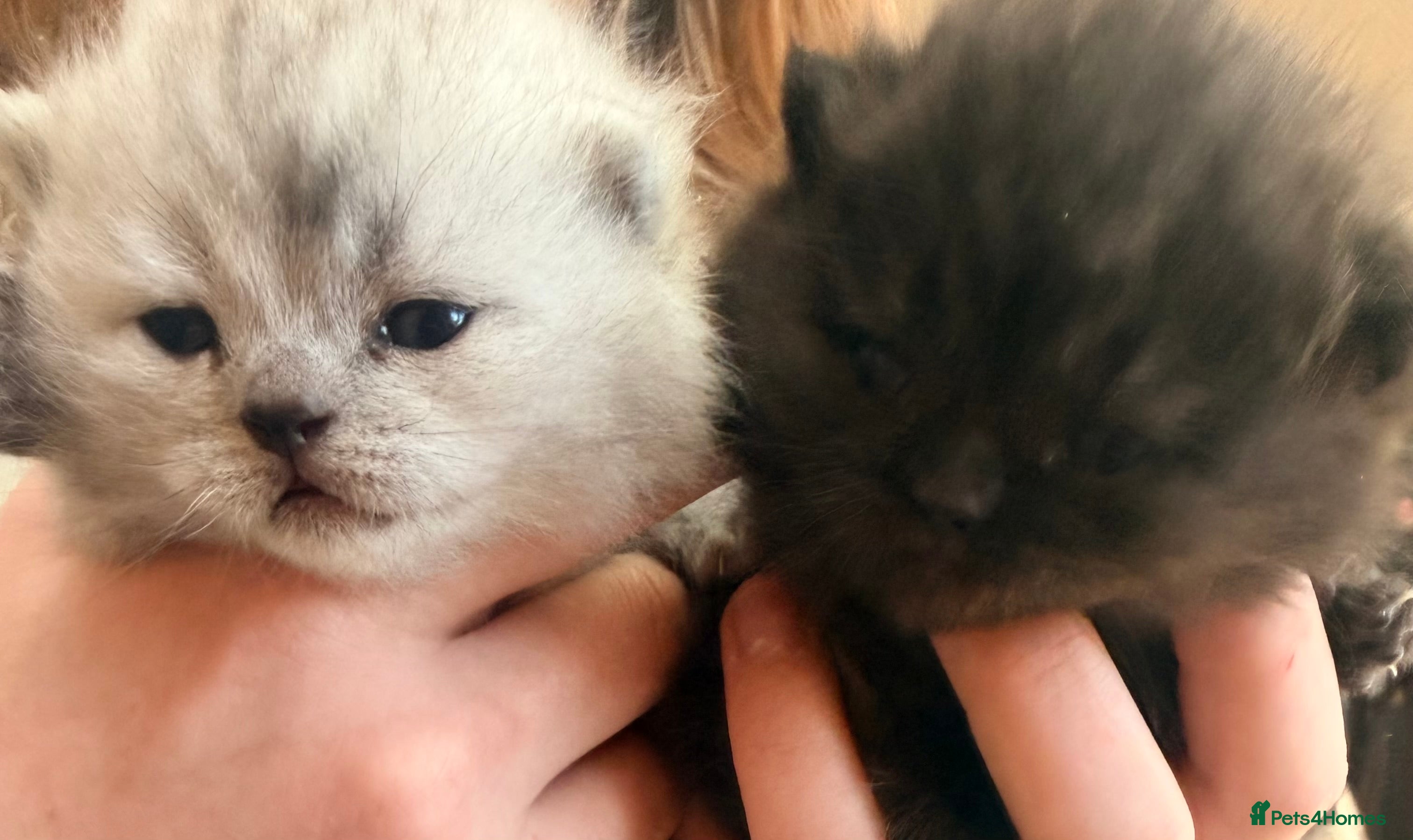 Scottish Fold cats Scottish fold❤️❤️❤️❤️ - Advert 2