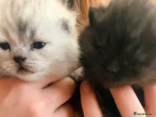 Scottish Fold cats Scottish fold❤️❤️❤️❤️ - Advert 9