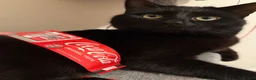 Domestic Shorthair cats for sale: Bandit – Cat Looking for a Loving Home - Advert 9