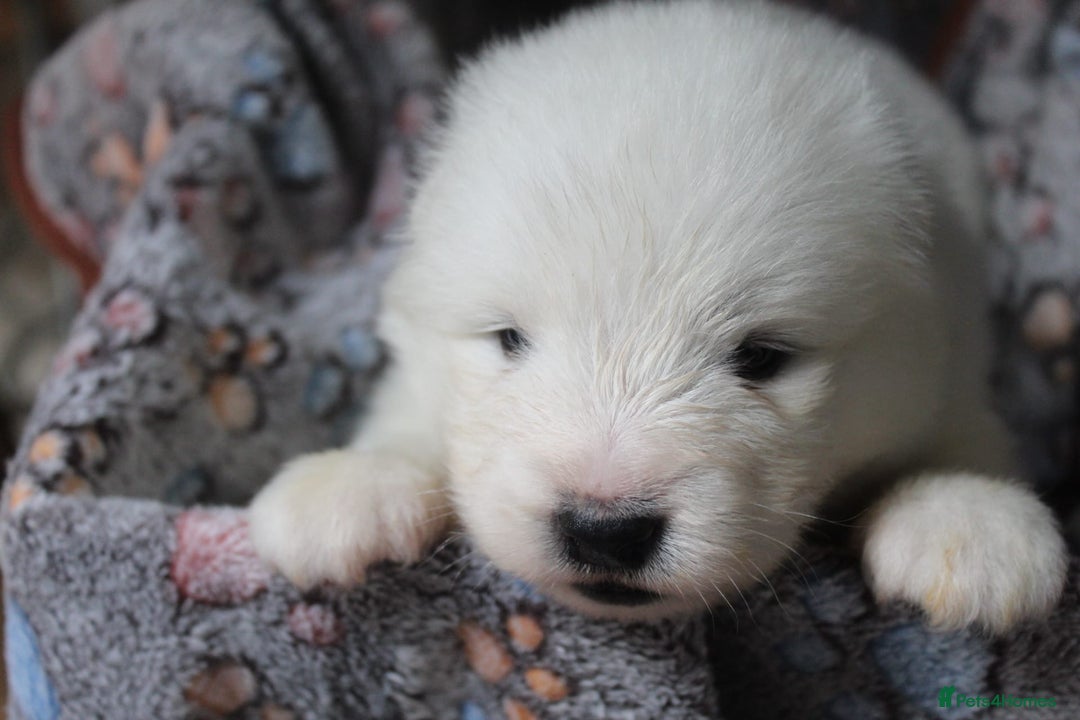 Samoyed dogs for sale: Samoyed puppies - fluff and joy - Image 28