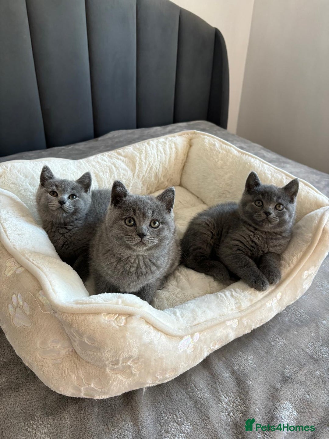 British Shorthair cats for sale: British shorthair kittens - Image 3