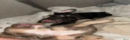 French Bulldog dogs for sale: Fluffy Gene French Bulldogs  in Glasgow - Advert 7