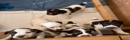 English Springer Spaniel dogs for sale: Springer spaniel pups  in Guildford - Advert 6