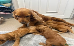 Cockapoo dogs for sale: 6 F1 cockapoo puppies 💕💙 - Image 14
