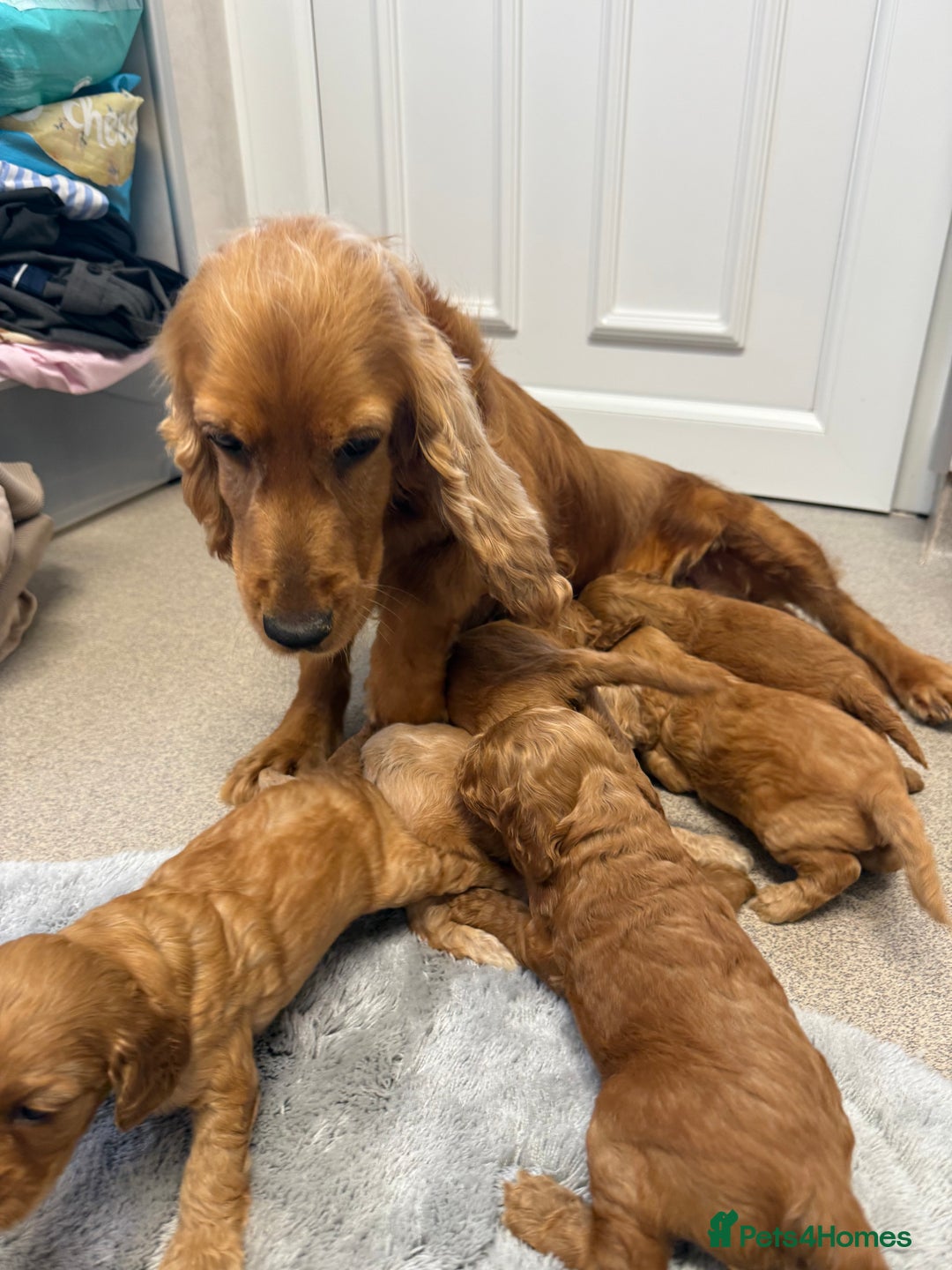 Cockapoo dogs for sale: 6 F1 cockapoo puppies 💕💙 - Image 14