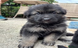 German Shepherd dogs for sale: Pure German Shepherd Puppies. - Image 4