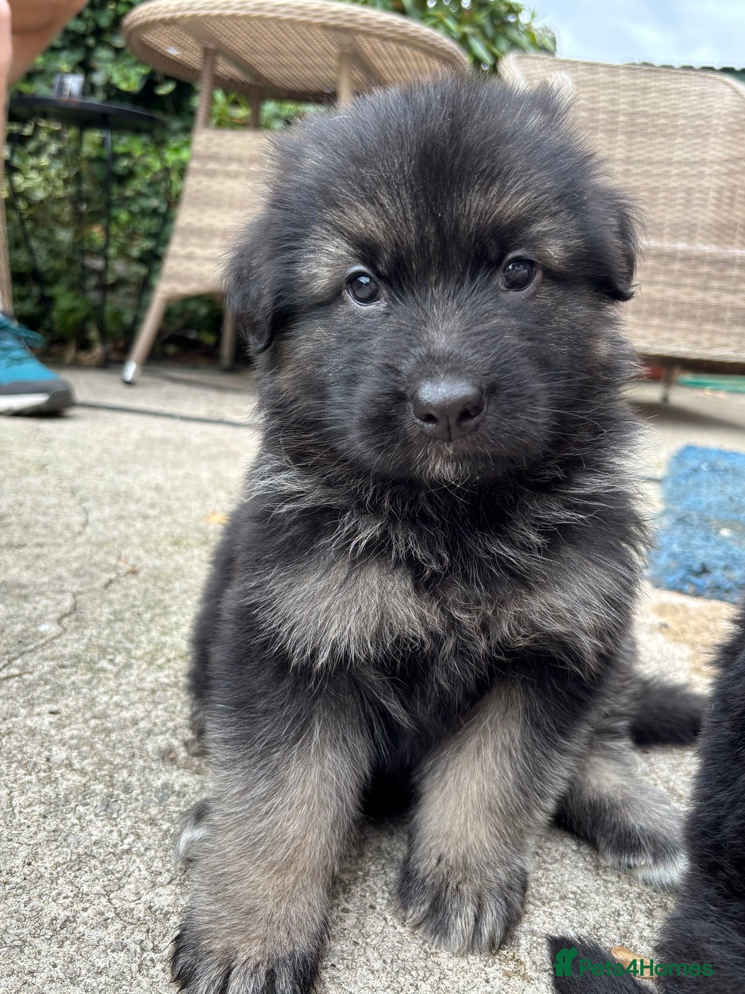 German Shepherd dogs for sale: Pure German Shepherd Puppies. - Image 4