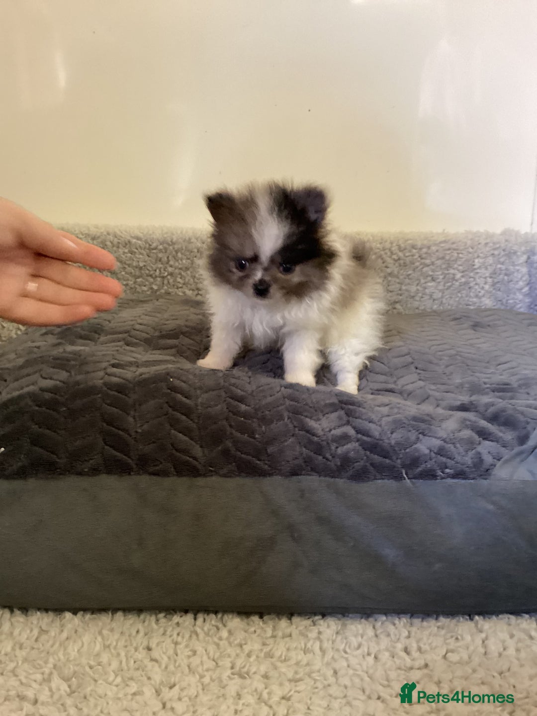 Pomeranian dogs for sale: Pomeranian  - Image 7