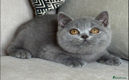 British Shorthair cats for sale: Beautiful kittens  - Image 13