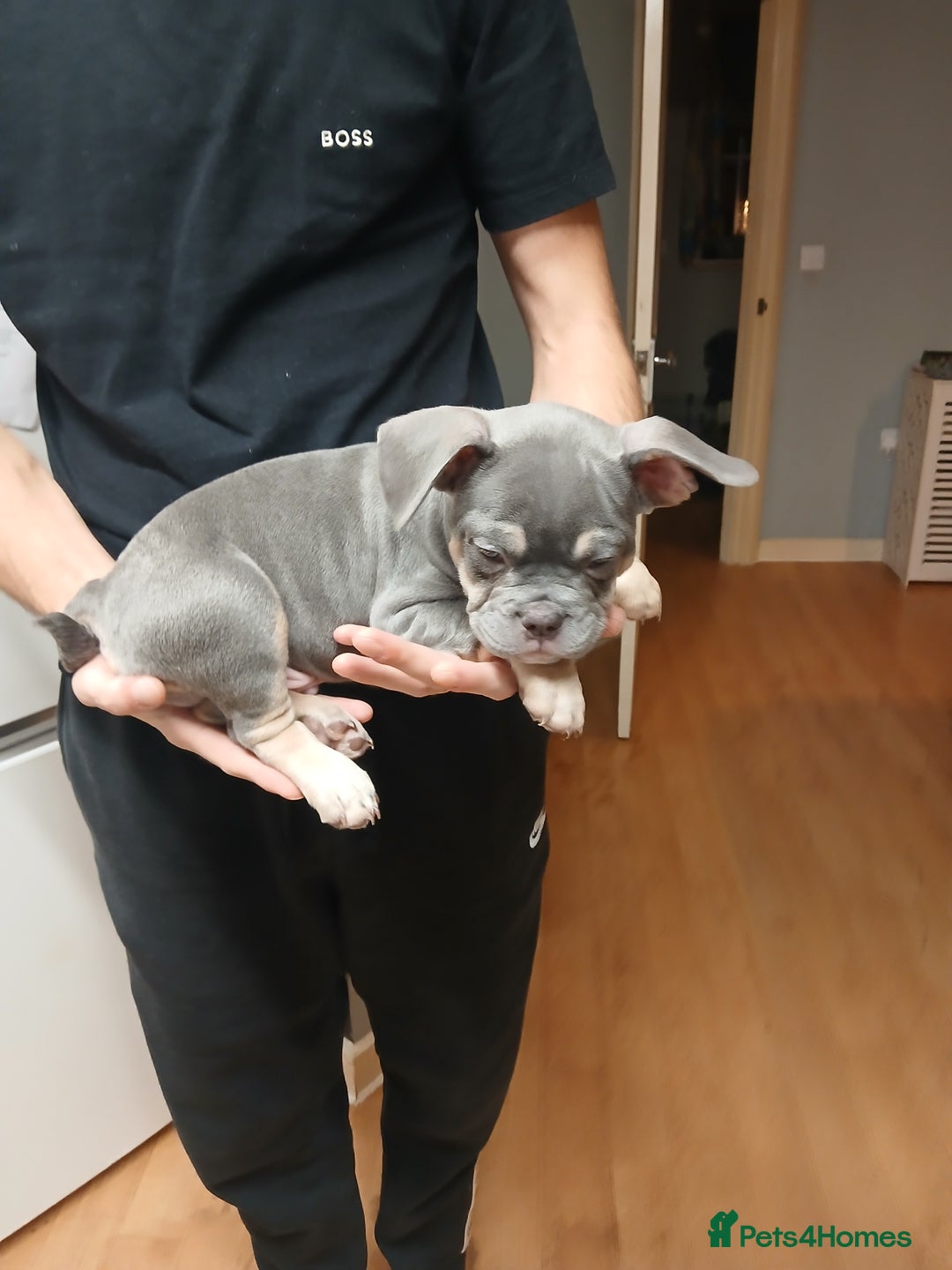 French Bulldog dogs for sale: French bulldog puppies x7  - Advert 1
