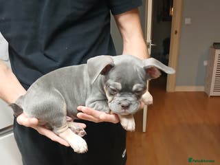 French Bulldog dogs French bulldog puppies x7 - Advert 10