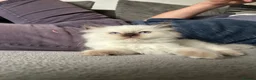 Ragdoll cats for sale: 🤎Exceptional Rare Chocolate Point Ragdoll Boy 🤎 - Advert 9