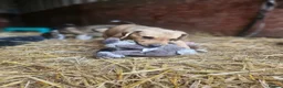 Lurcher dogs for sale: Stunning Kelpie lurchers  - Advert 14