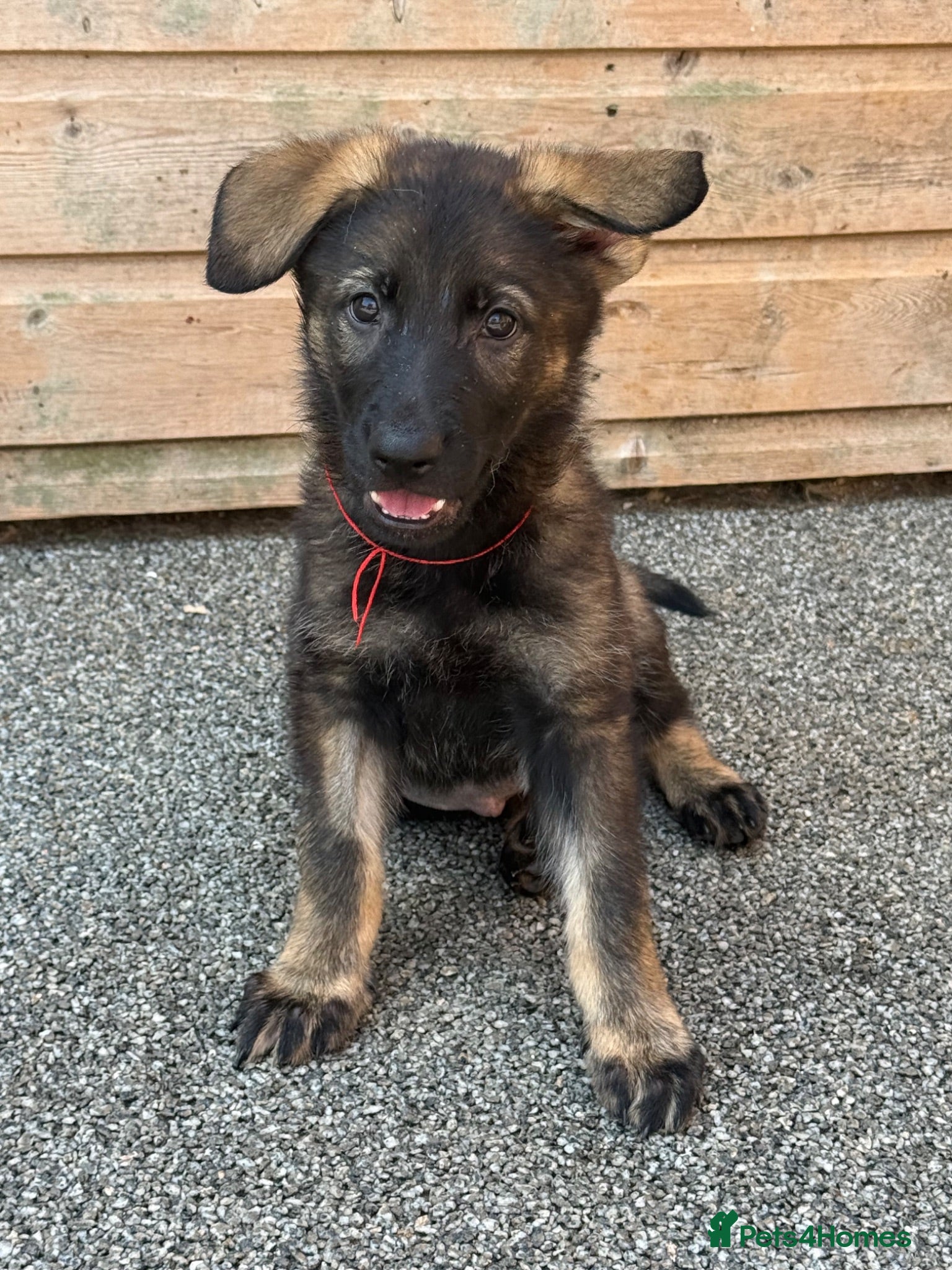 German Shepherd dogs for sale: ELITE KC REG CZECH WORKING LINE GSD PUPPIES 🏆 - Advert 1