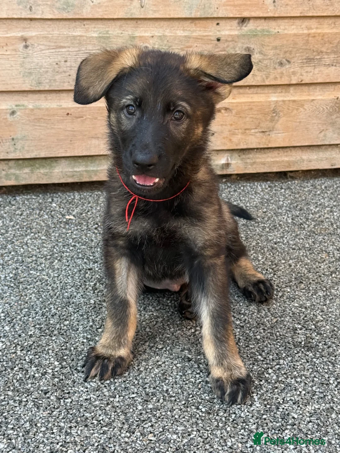 German Shepherd dogs for sale: ELITE KC REG CZECH WORKING LINE GSD PUPPIES 🏆 - Advert 1