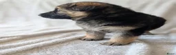 German Shepherd dogs for sale: KC Registered German Shepherd Puppies 🐾  - Advert 17