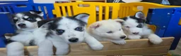 Siberian Husky dogs for sale: 5 Beautiful Husky puppies  in Neath - Advert 3