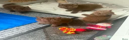 British Shorthair cats for sale: British Short Hair Chocolate Kittens in Stoke-on-Trent - Advert 5