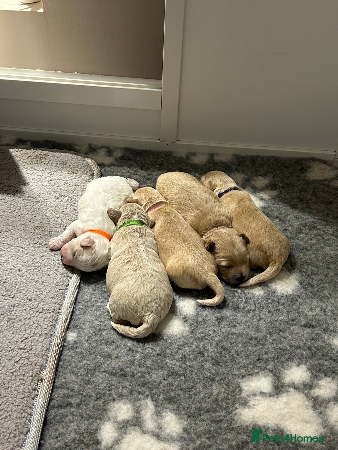 Maltipoo dogs for sale: 4 Adorable F2 Maltipoo pups - Advert 2