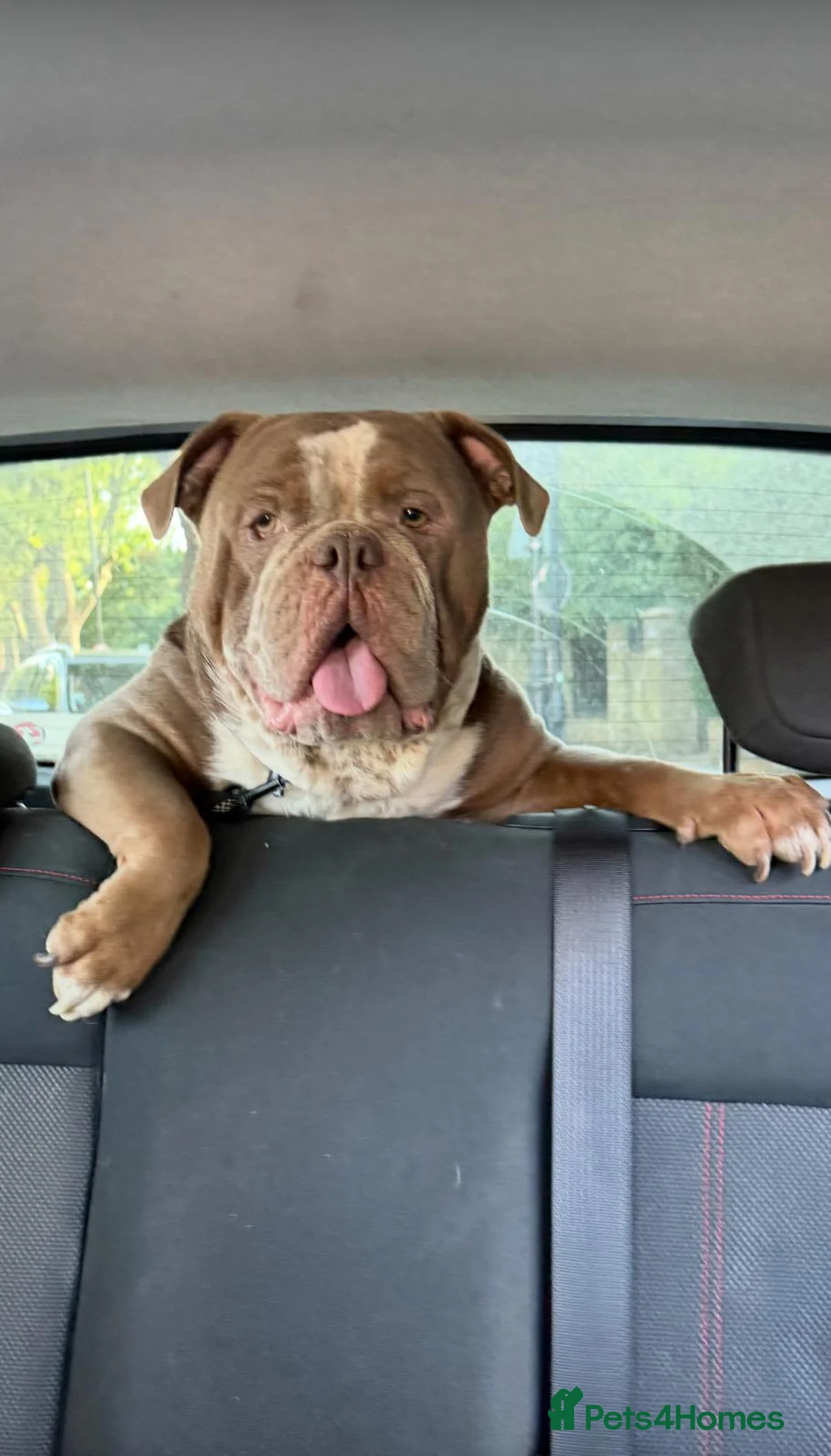 Olde English Bulldogge dogs for sale: Ollie - Looking for a loving home - Advert 6