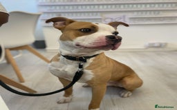 American Bulldog dogs for sale: American bulldog Arlo  - Image 4