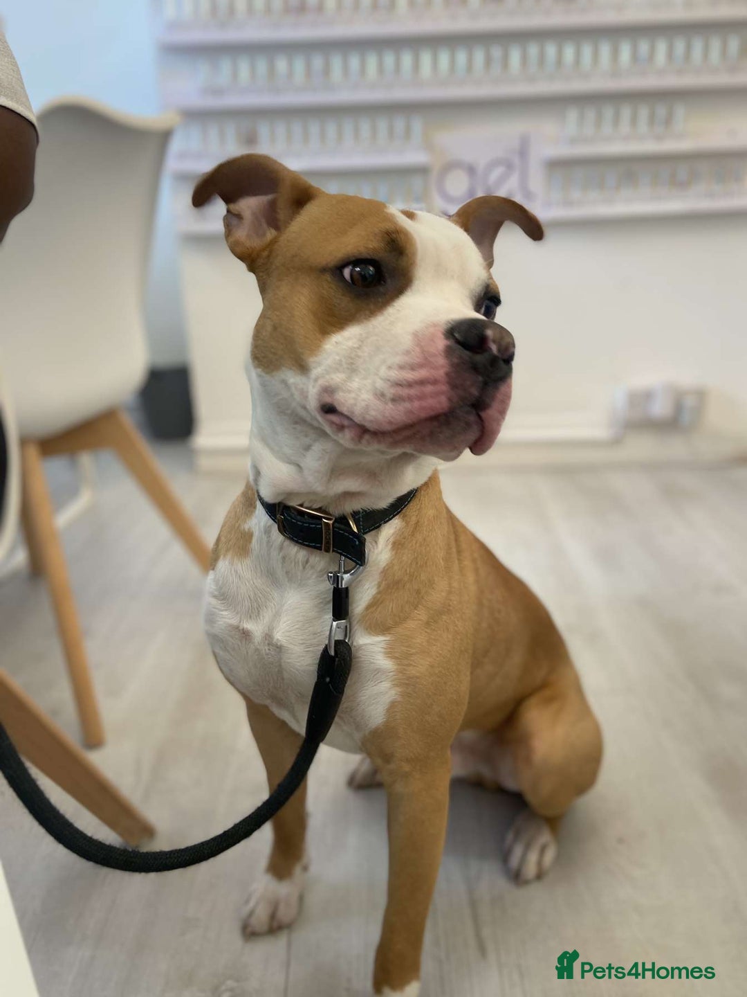 American Bulldog dogs for sale: American bulldog Arlo  - Image 4