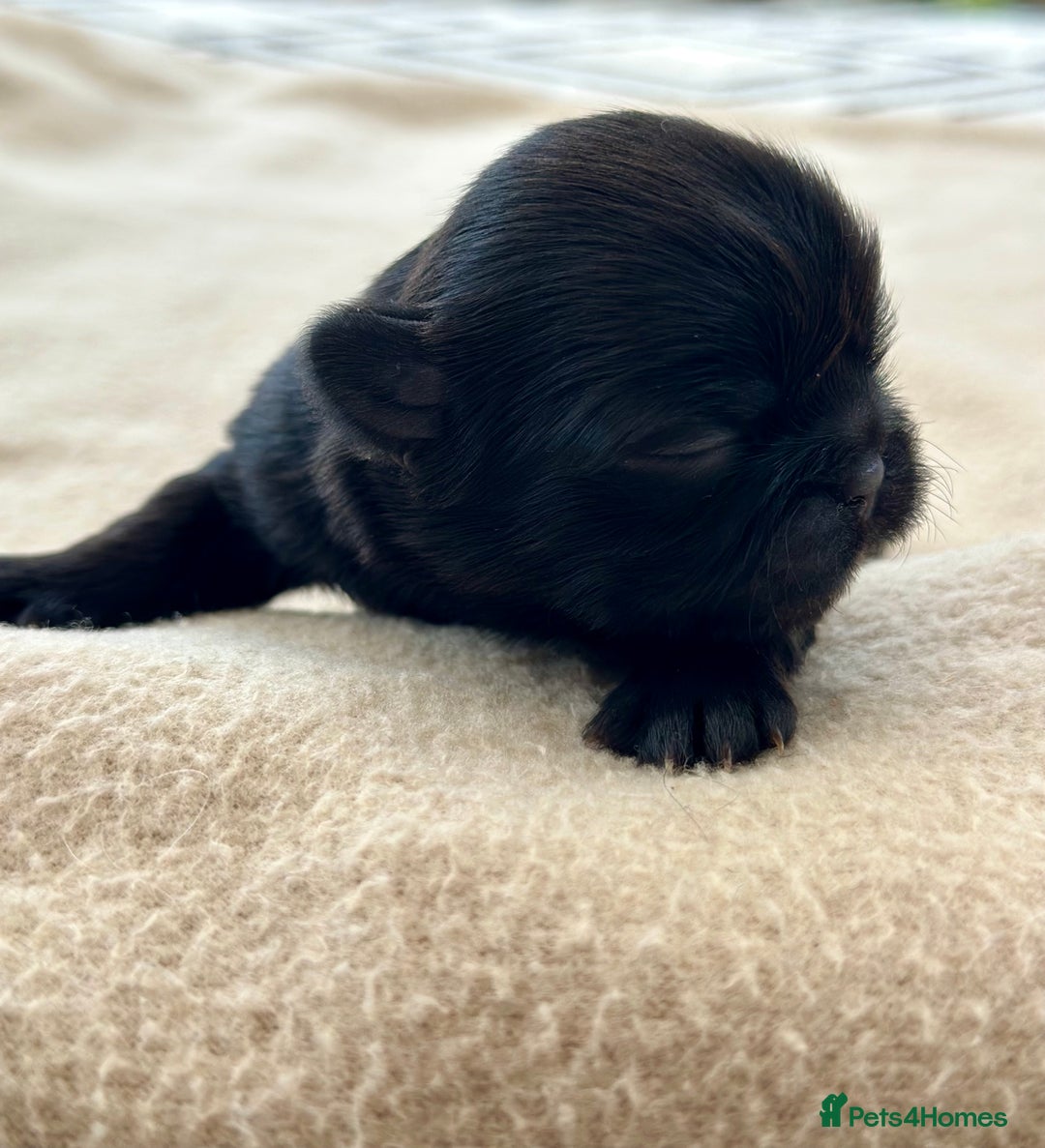 Shih Tzu dogs for sale: Beautiful Shih Tzu Puppies - Male & Female - Image 8
