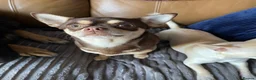 Chihuahua dogs for sale: 🐶Stunning KC Registered Chihuahua puppies 🐶  - Advert 6