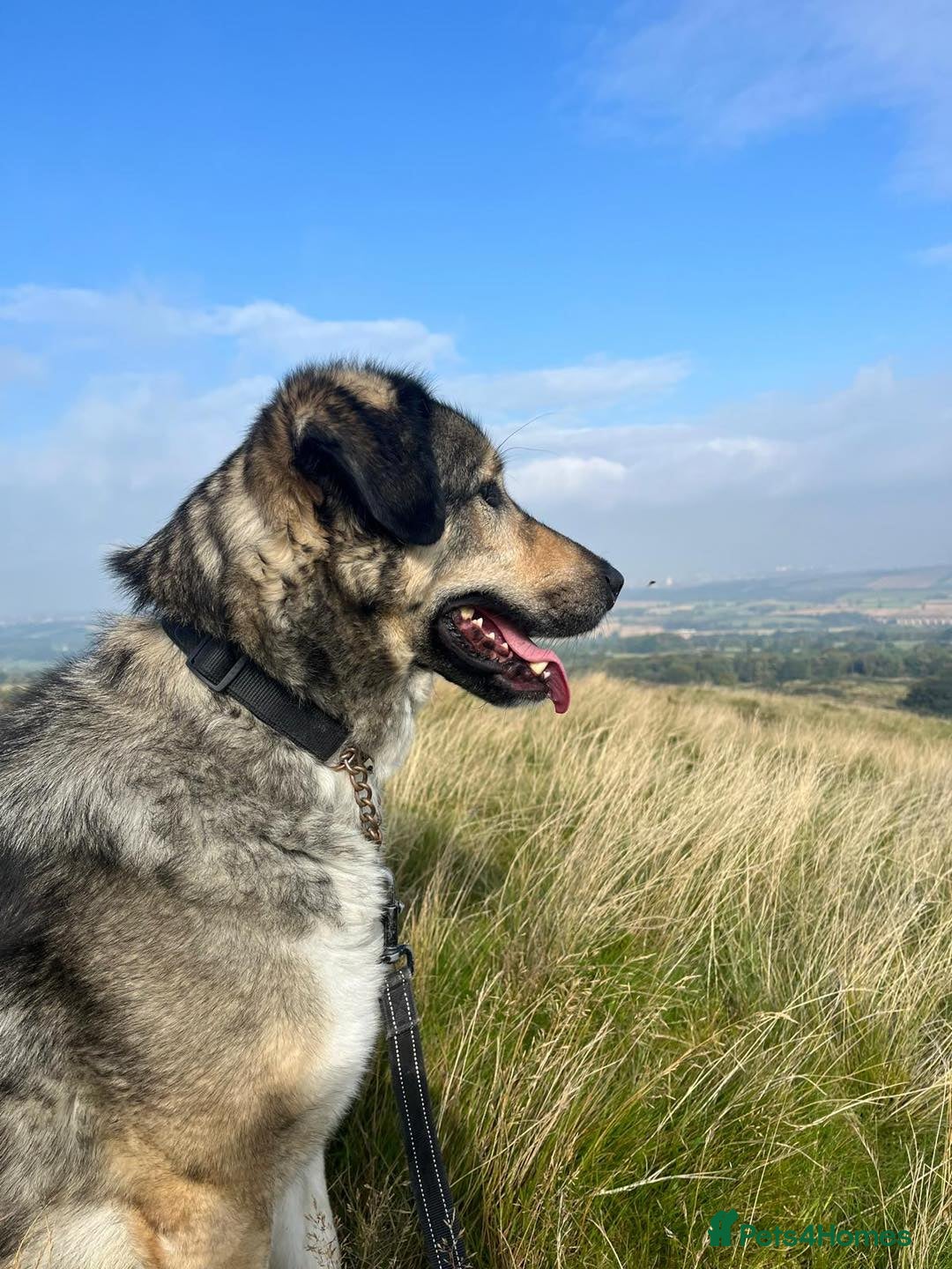 Mixed Breed dogs for adoption: Arthur is looking for a very special home - Image 3