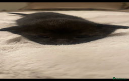 Sphynx cats for sale: Beautiful Sphynx cross orinetal kittens  - Advert 28